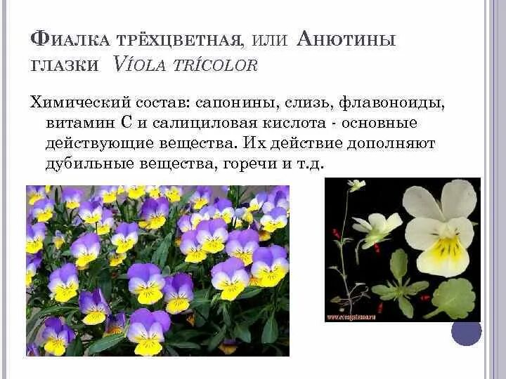 На какое растение похожа фиалка трехцветная. Фиалка трехцветная Полевая. Фиалка трехцветная Viola Tricolor. Фиалка трёхцветная двудольные или Однодольные.