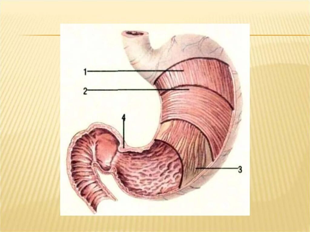 Наличие гладких мышц в стенках желудка. Строение стенки пищеварительного тракта. Строение серозной оболочки желудка. Оболочки стенки желудка анатомия. Три слоя стенки оболочки желудочно-кишечного тракта.