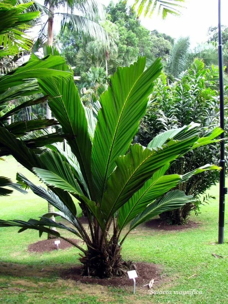 20 Weird And Exotic Fruits - news