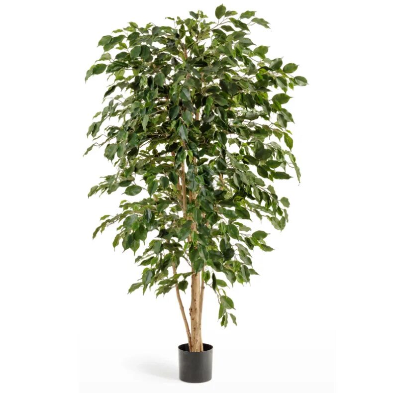 Фикус Treez. Фикус Бенджамина d13. Фикус Бенджамина (Ficus benjamina). Фикус Бенджамина Нитида штамбовый.