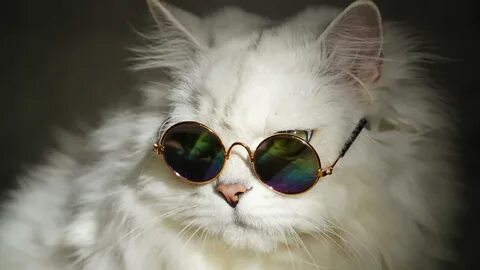 Обои с крутыми котами