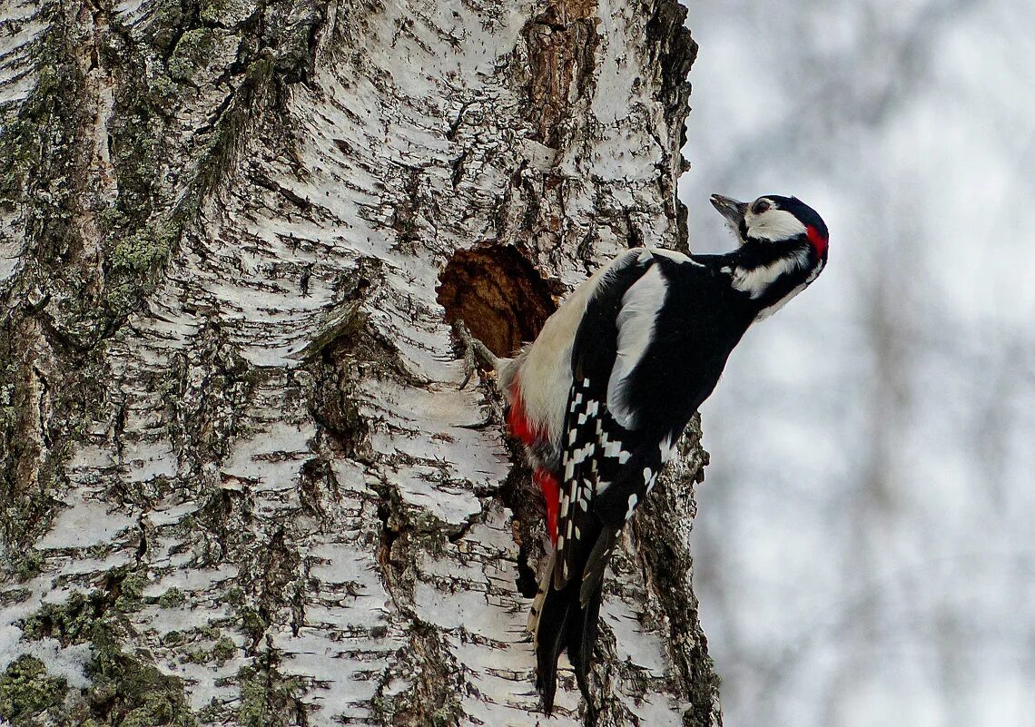 дятел живет в лесу