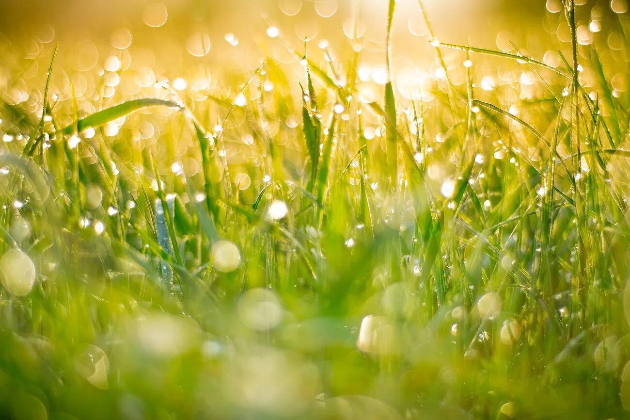 Утренняя роса. Роса на траве. Трава в лучах солнца. Утренняя роса рассвет. Луга залитые водой