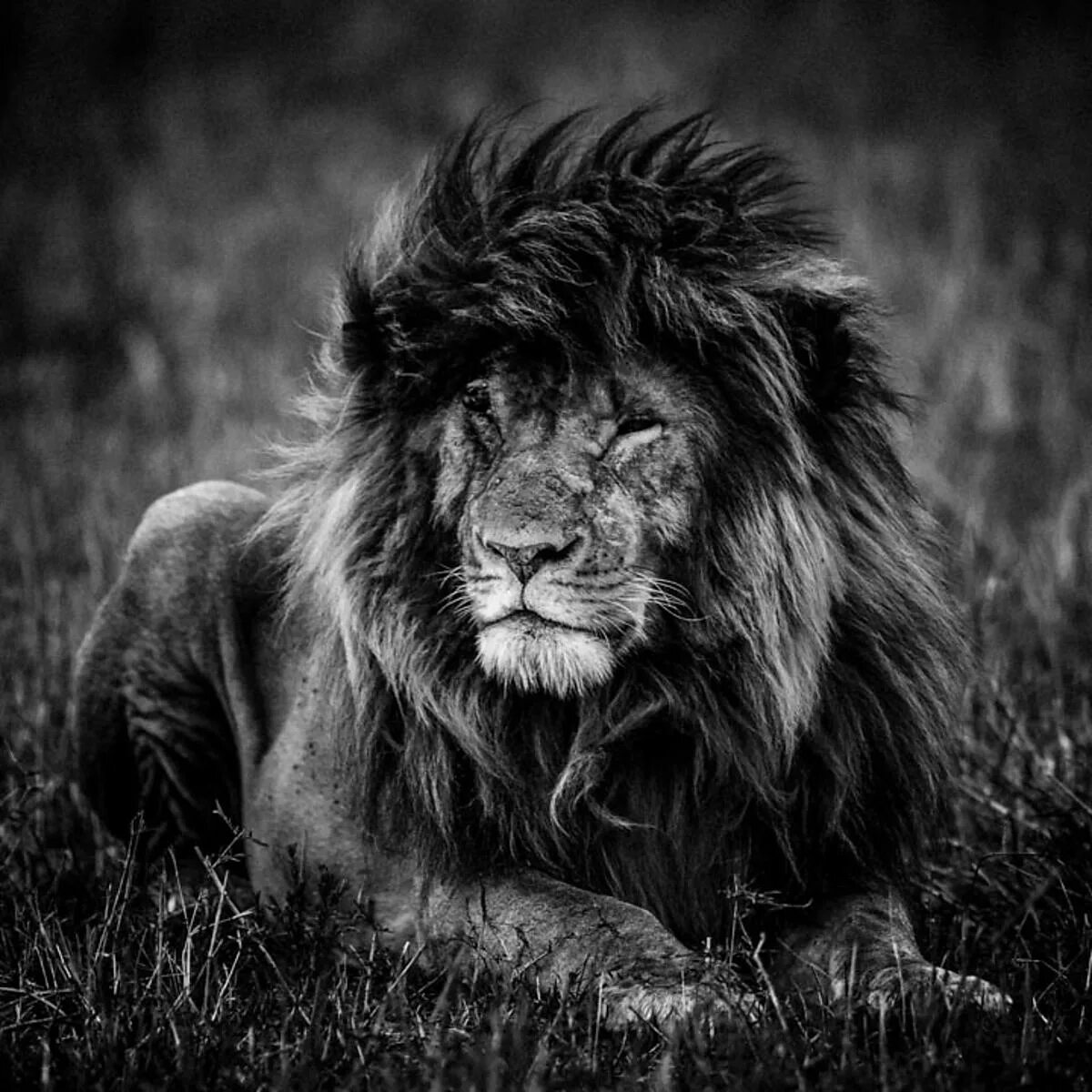черный лев 10. морда черного льва. львы меланисты. черный лев 10. гордые львы.