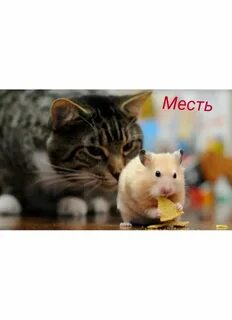 Новые друзья в хомяке