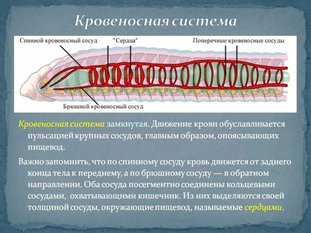 Кровообращение червей. Строение кровеносной системы кольчатых червей. Малощетинковые черви кровеносная система. Кровеносная система кольчатых червей 7 класс биология. Кольчатый червь строение кровеносной системы.