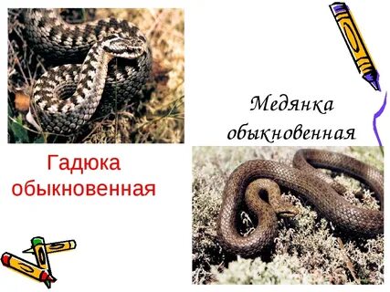 Как отличить медянку от гадюки