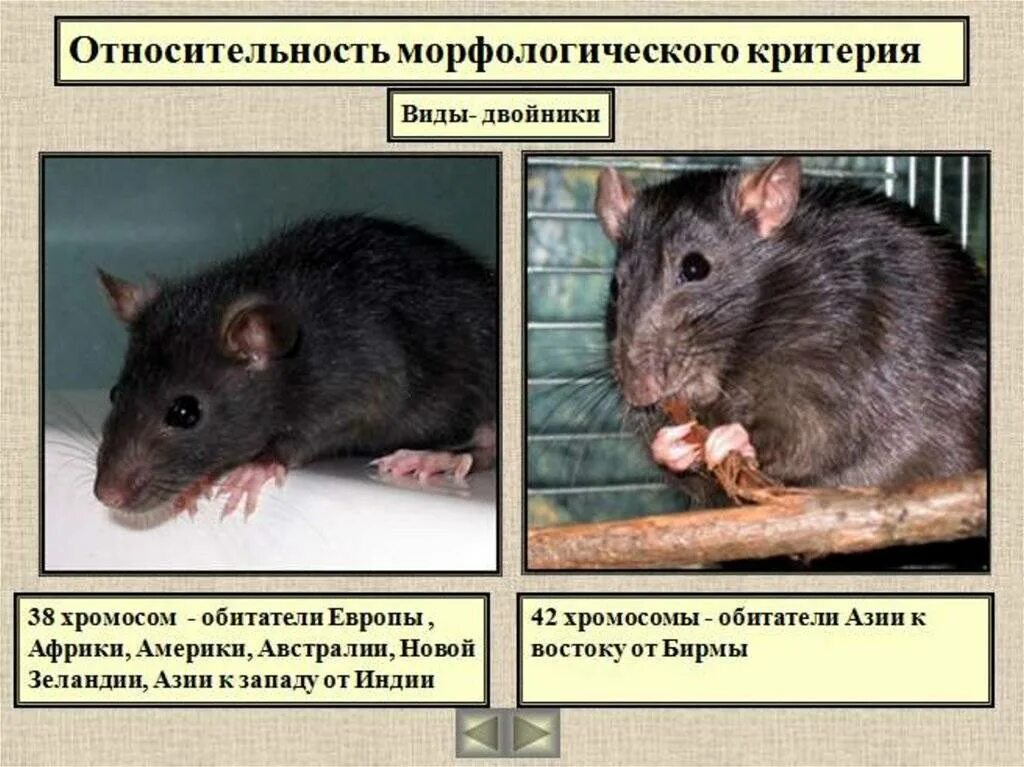 Черные крысы виды двойники. Черные крысы виды двойники. Крысы двойники. Черные крысы виды двойники. Черные крысы двойники.