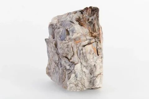 Petrified fish