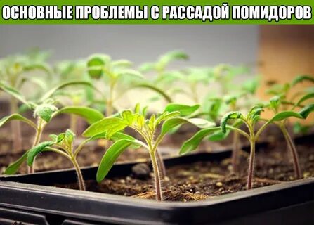 Как правильно выбрать рассаду
