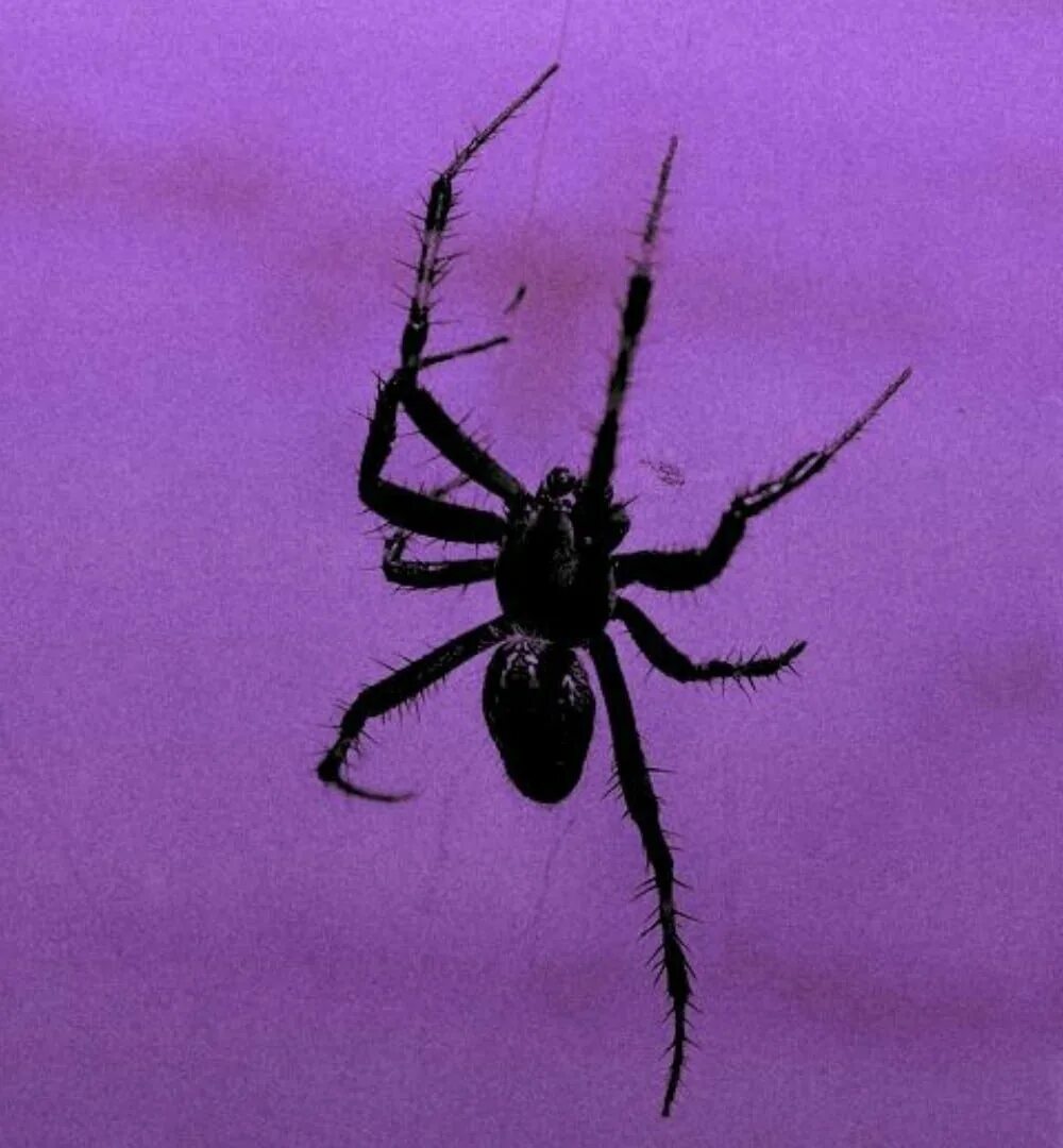 Черный паук хорошо. Воронковый паук. Фиолетовый паук. Пауки Эстетика. Черный паук.