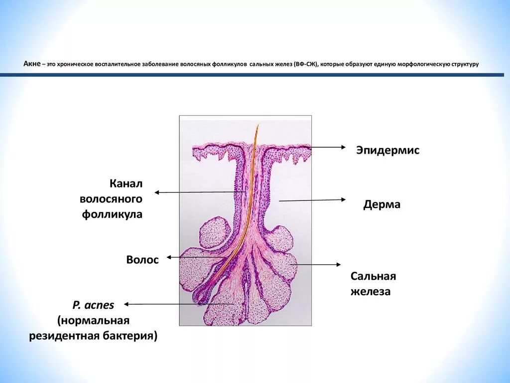 Какую функцию выполняют потовые и сальные железы. Ацинус сальной железы гистология. Строение потовой железы гистология. Строение сальной железы. Строение сальной железы гистология.