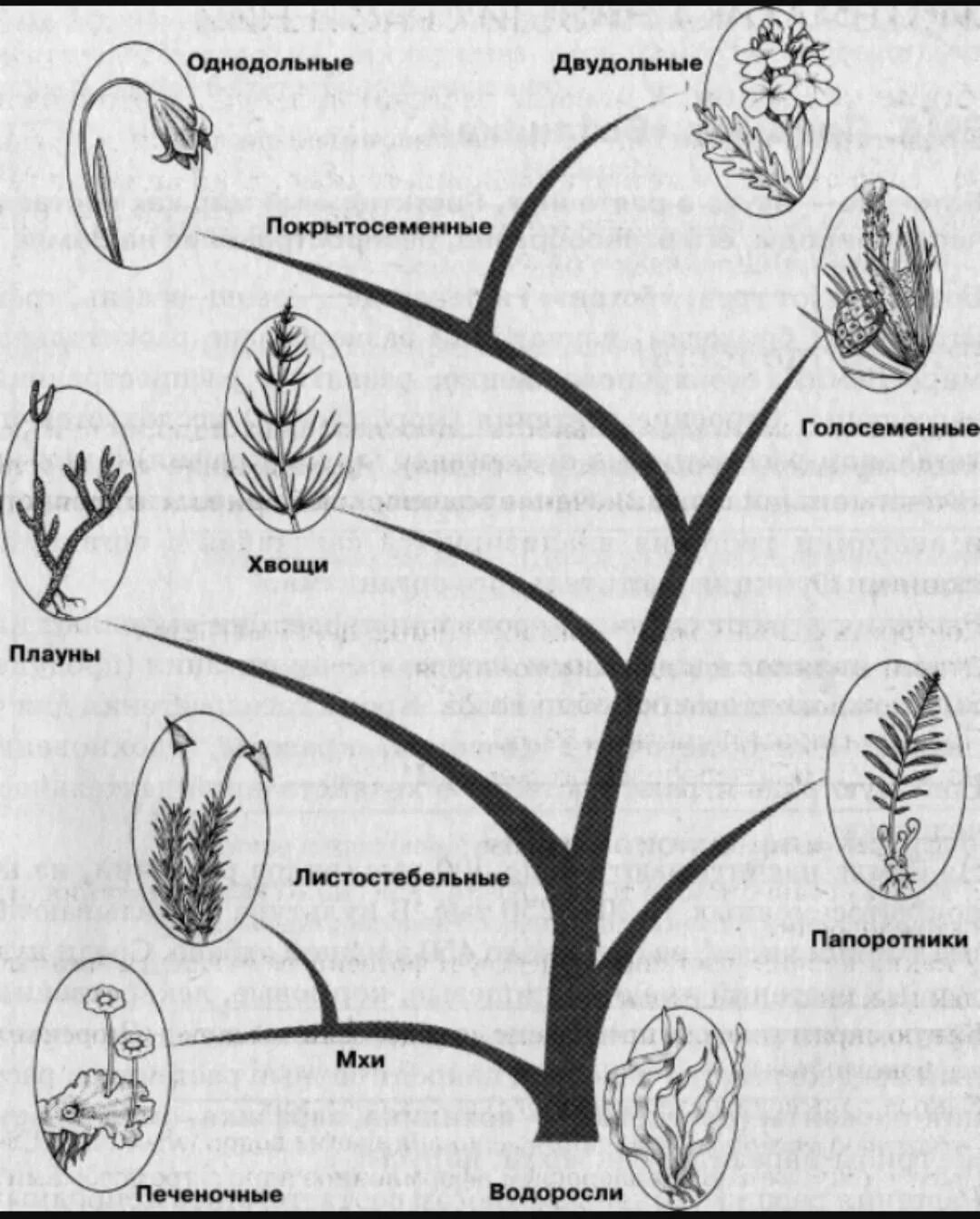 Эволюционное Древо растений схема. Схема происхождения высших растений 5. Родословное Древо царства растений.