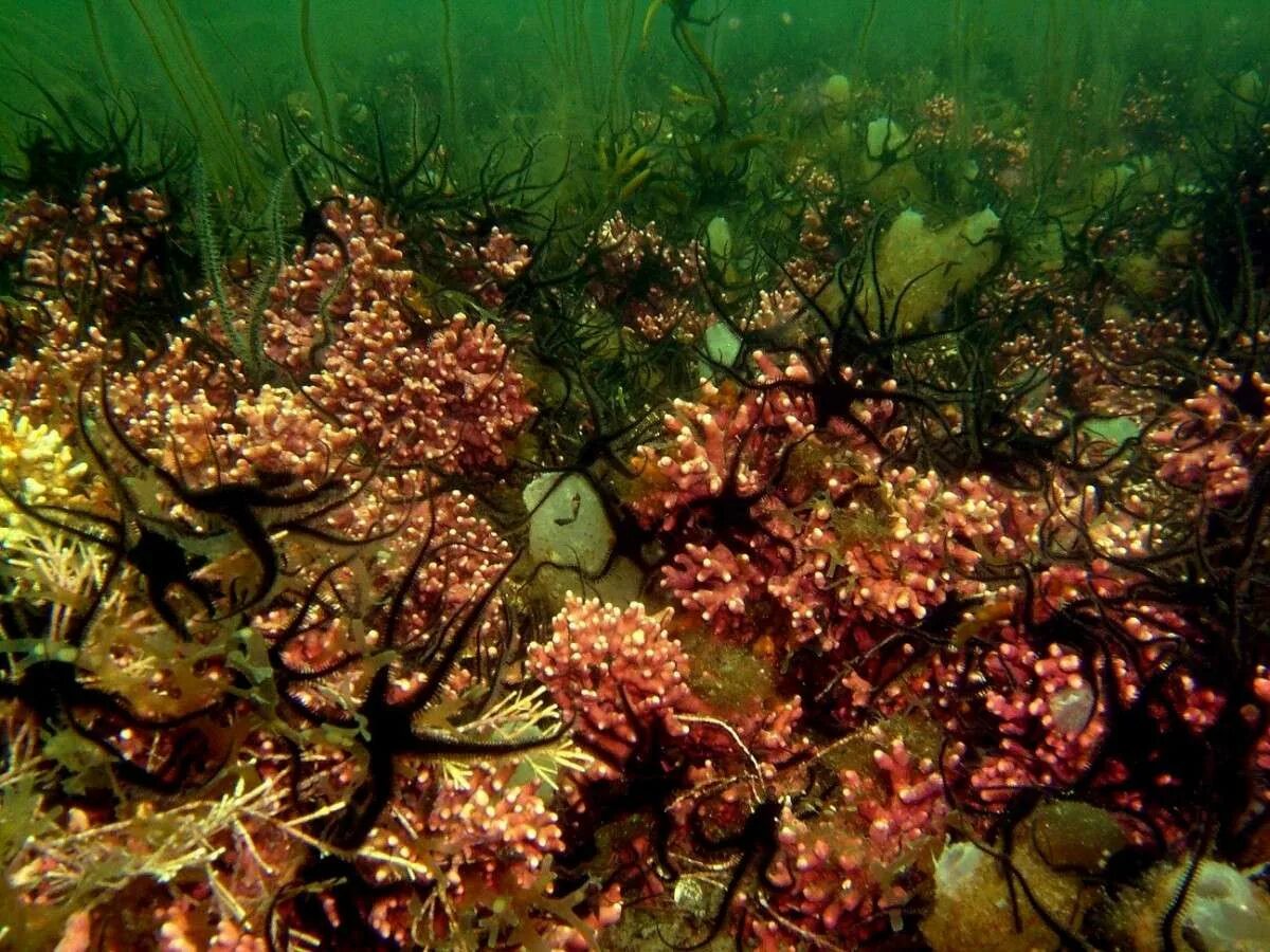 Водоросли освоили среду обитания. Coralline algae. Литотамнион водоросль место обитания. Кораллина водоросль фото. Черное море водоросли Lithothamnion Lenormandi.