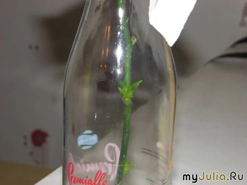 орхидея из цветоноса в бутылке. укоренить цветонос фаленопсиса. размножение орхидеи цветоносом. детка из цветоноса орхидеи. детки на срезанном цветоносе орхидеи.