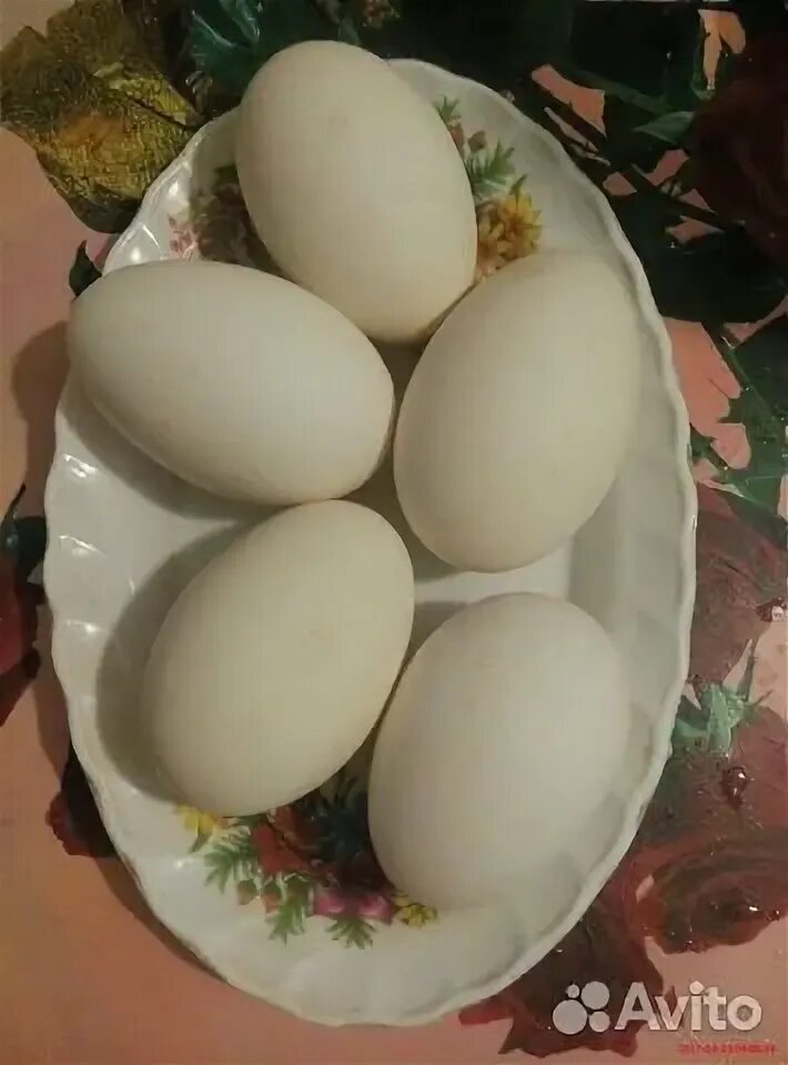 Сколько стоит десяток гусиных яиц. Гусиные яйца. Гусиное и куриное яйцо. Яйца гуся. Гусиные яйца еда.