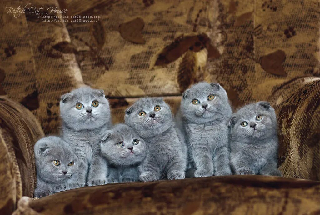 Сколько живет шотландская кошка в домашних условиях. Скоттиш фолд голубой. Бритиш фолд. Скоттиш-фолд Шотландская серо-голубая. Британский короткошерстный вислоухий кот.