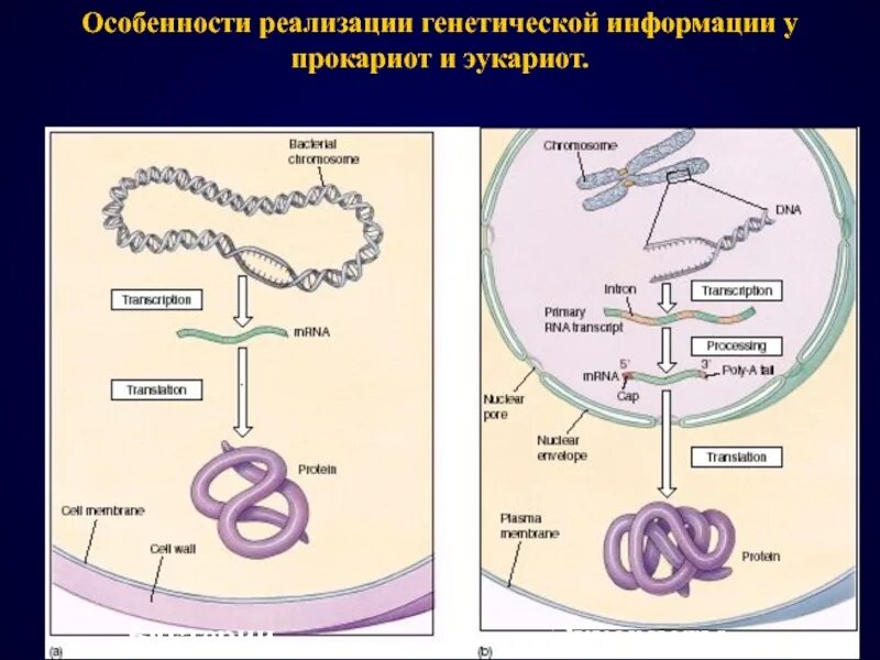 Основные этапы передачи наследственной информации. Схема реализации генетической информации у прокариот. Схема реализации генетической информации у эукариот. Прокариоты наследственная информация