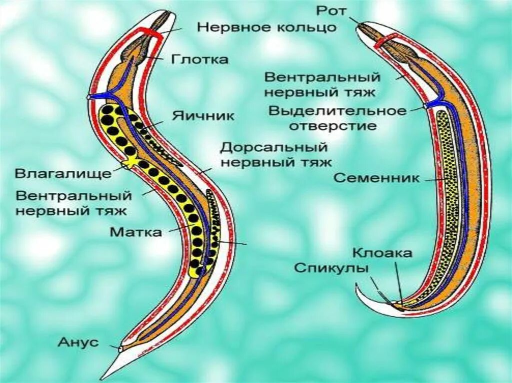 У круглых червей отсутствует. Круглые черви, класс Nematoda;. Строение нематоды круглых червей. Схема строения самки и самца нематод. Строение круглого червя аскариды.