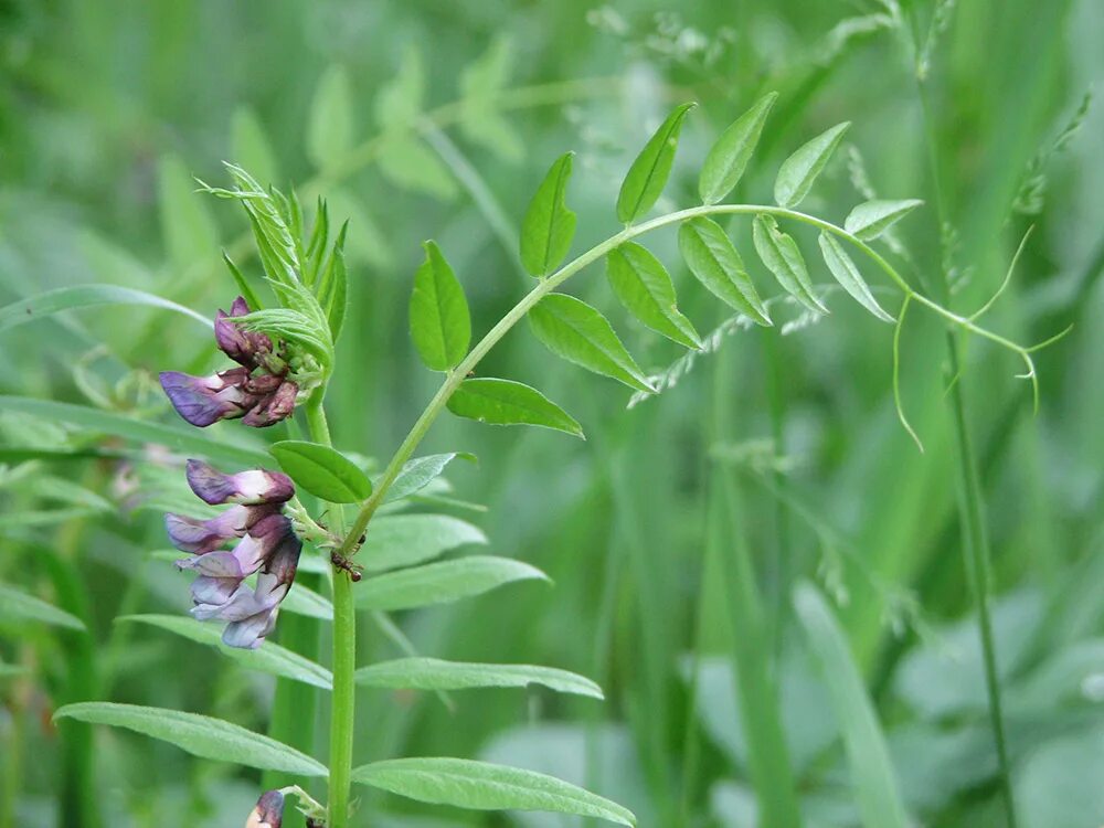 Vicia sepium – горошек заборный. Горошек Вика заборный. Горошек мышиный (Vicia cracca l.). Вика заборная (горошек заборный).. Горошек растение виды