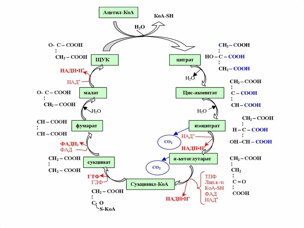 Тест 2 углеводы. Ацетил КОА И сукцинил КОА. Цис аконитат. Восстановление co2 до углеводов. Щука съела Ацетат получается цитрат через цис аконитат.