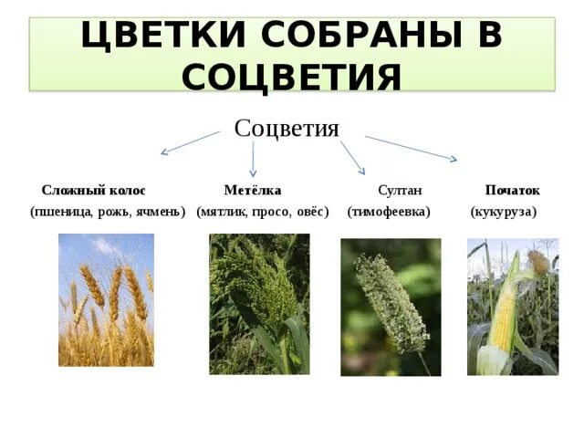 Выделите из соцветия цветок пшеницы