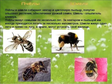 Зачем нужен нектар