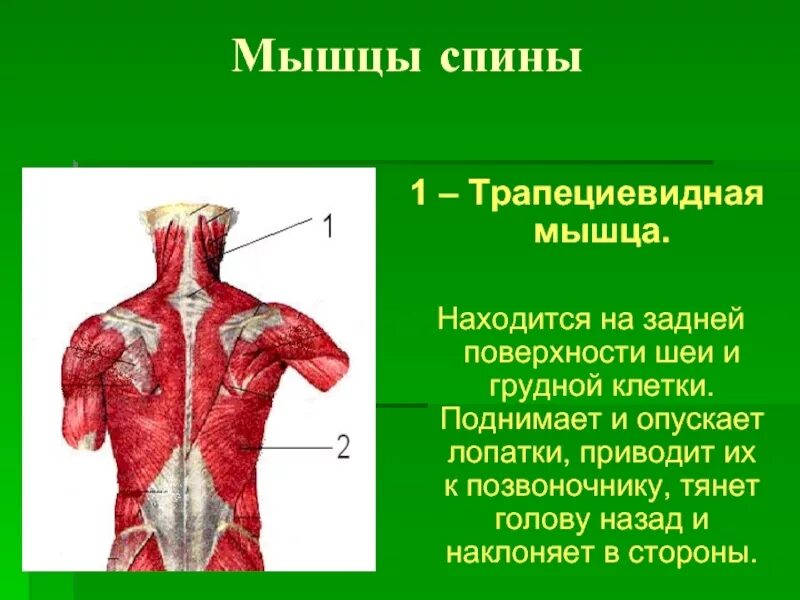 Трапециевидная функция. Мышцы спины. Трапециевидная мышца. Трапециевидная мышца спины. Мышцыспинытрапецевидая.