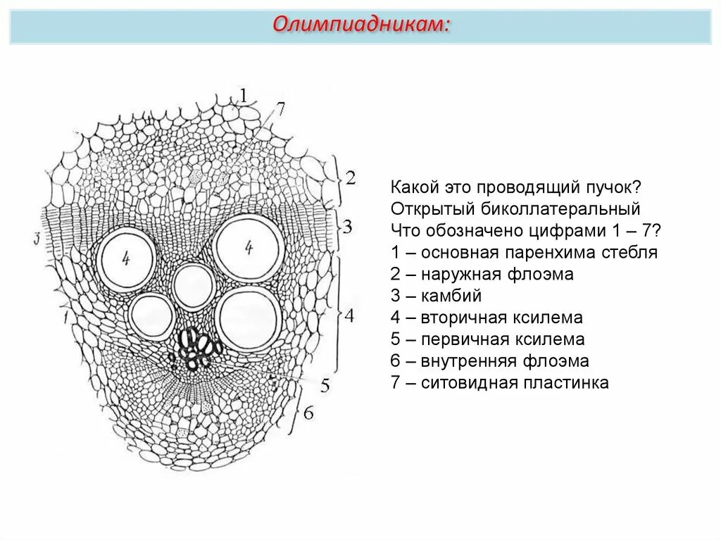 В состав проводящего пучка входят. Строение проводящего пучка стебля. Строение коллатерального пучка стебля кукурузы. Строение сосудисто волокнистого пучка. Внутреннее строение стебля проводящие пучки.