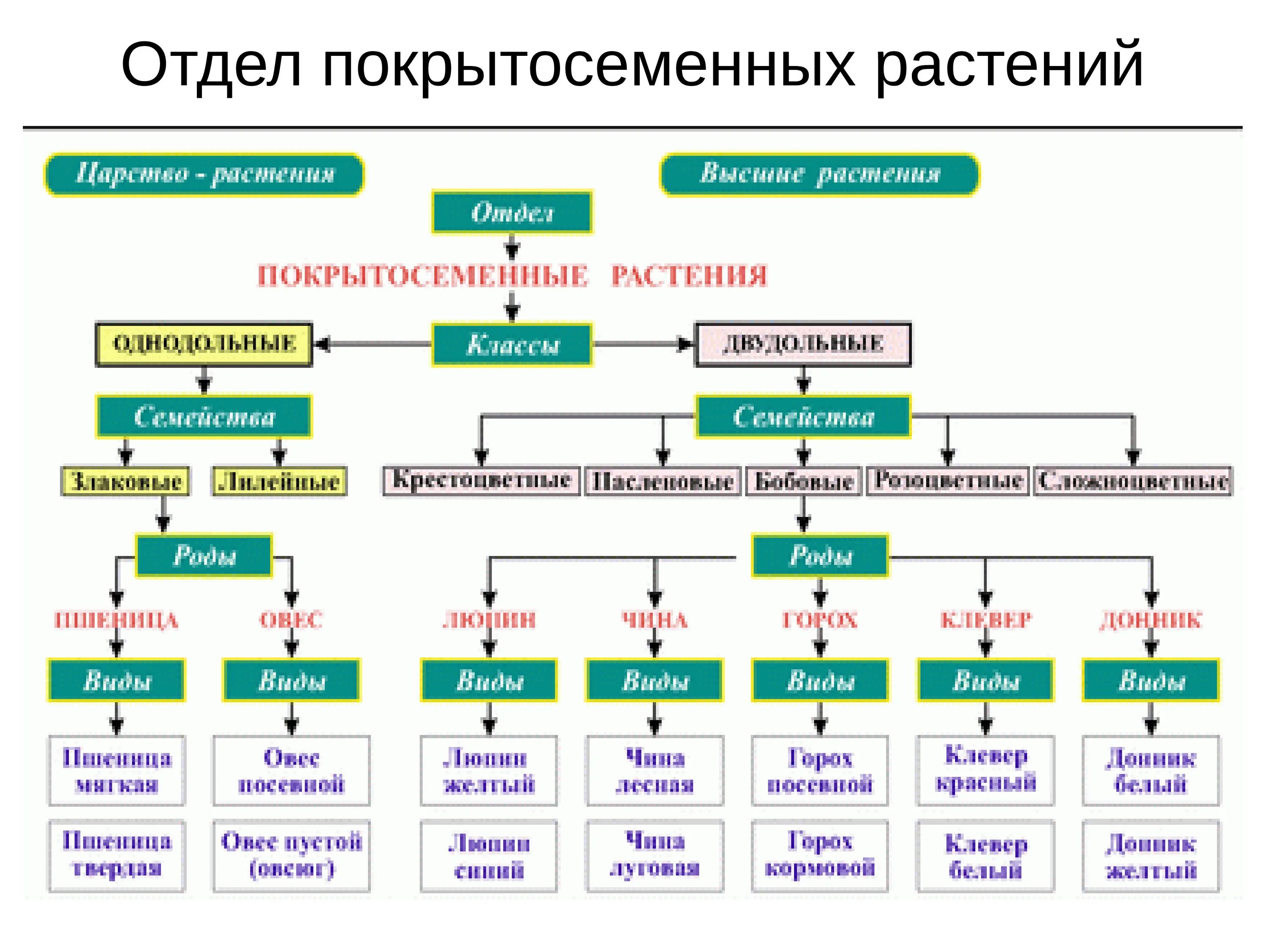 Основные классы покрытосеменных. Систематика растений отделы растений. Классификация цветковых растений схема. Классификация покрытосеменных растений схема. Царство растений отделы классы схема.