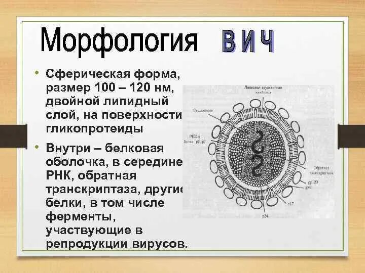 Вирус вич 1. Вич морфология вируса. строение вирусной частицы вич инфекции. вирус вич строение микробиология. вирус иммунодефицита человека морфология.