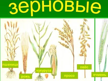 Пшеница рис кукуруза рожь овес ячмень