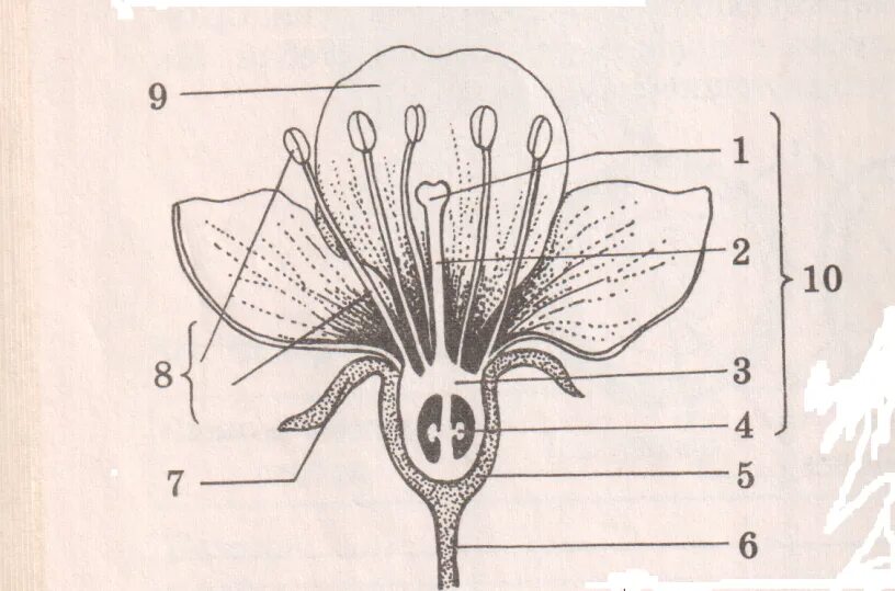 Самостоятельная работа по биологии цветок. Части цветка Пасечник. Строение цветков 6 класс биология. Задание строение цветка 6 класс биология. Схема цветка биология 6 класс.