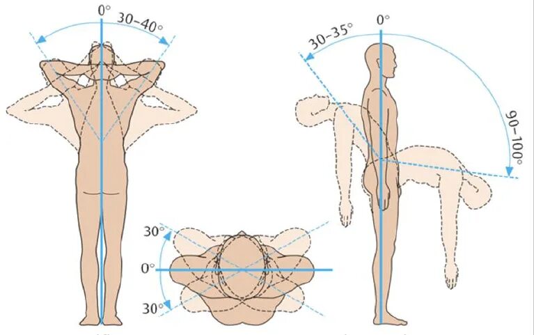 Сгибание разгибание позвоночника анатомия. Объем движений в позвоночнике. Подвижность позвоночника в норме. Амплитуда движений в грудном отделе позвоночника в норме. Движения поясничного отдела позвоночника