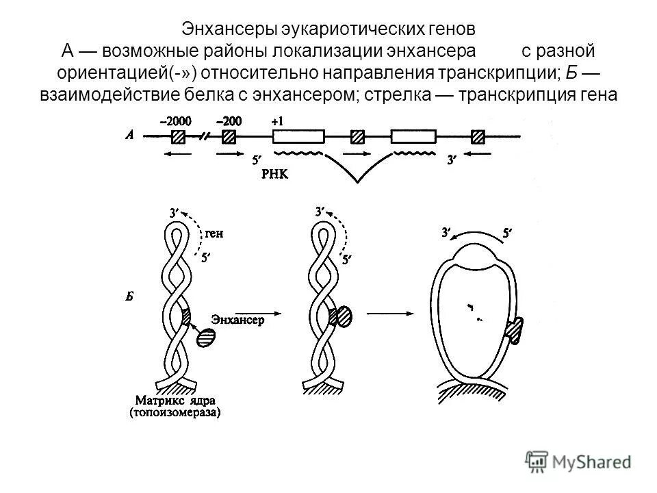 Гены кодирующие рнк