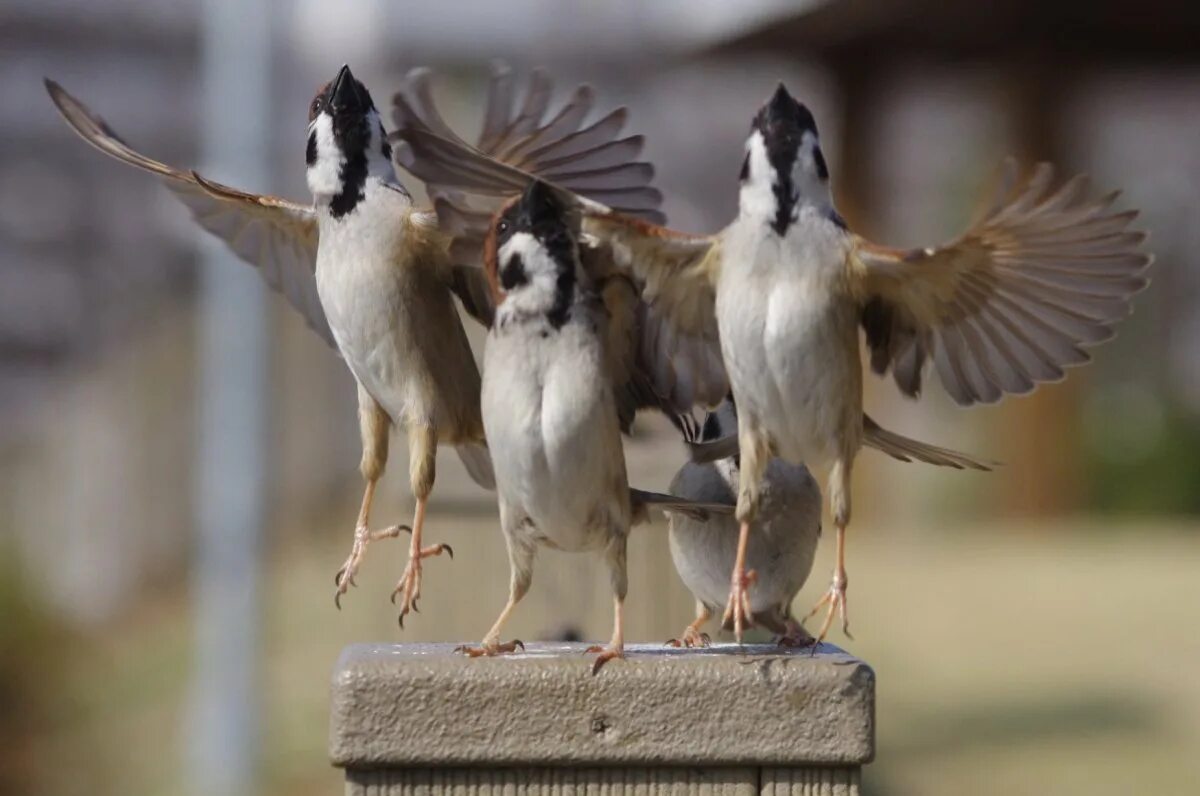 They like birds. Семья Воробьев птиц. Дети воробьёв птиц. Перо воробья. Воробей фото для детей.