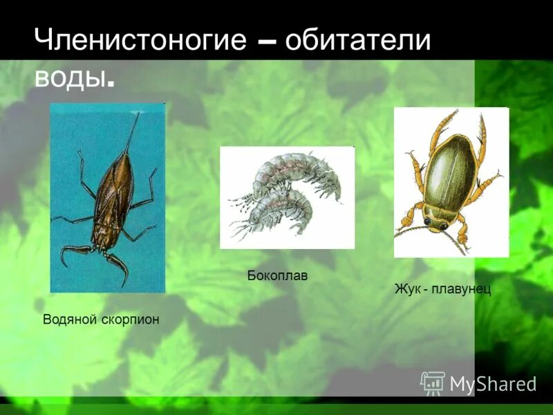 жук плавунец органы дыхания. жук плавунец личинка жука плавунца. стадии развития плавунца. окаймлённый плавунец отряд. питание жука плавунца окаймленного.
