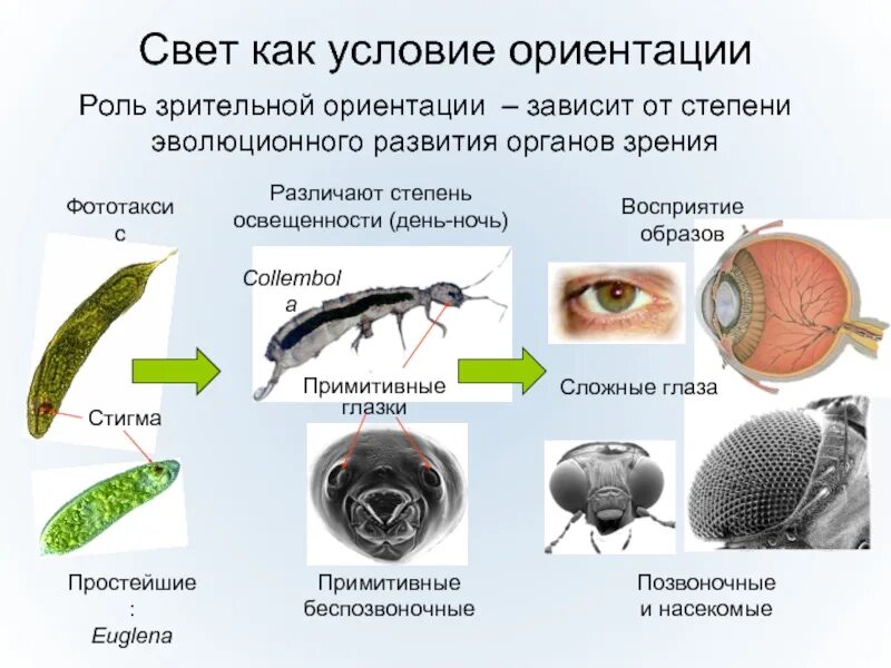 Эволюция органов зрения. Органы зрения животных. Эволюция органа зрения у позвоночных. Эволюция органов зрения у животных. Подвижная тела у беспозвоночных