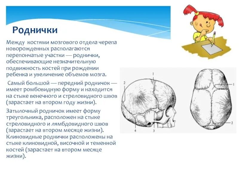 Роднички какие. Роднички черепа новорожденного. Сосцевидный Родничок у новорожденных. Малый Родничок у новорожденных расположен между костями. Малый Родничок и большой Родничок.