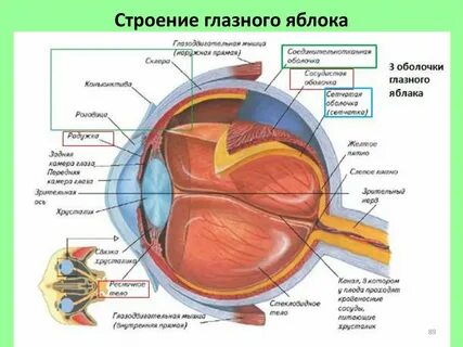 Глаз человека имеет оболочек