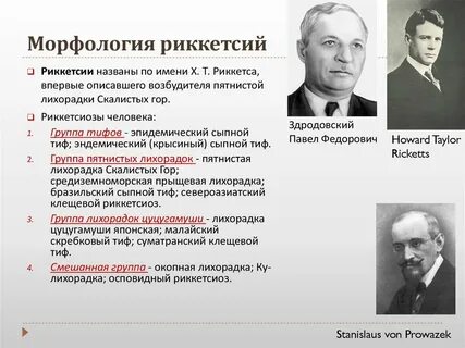 Систематика риккетсий