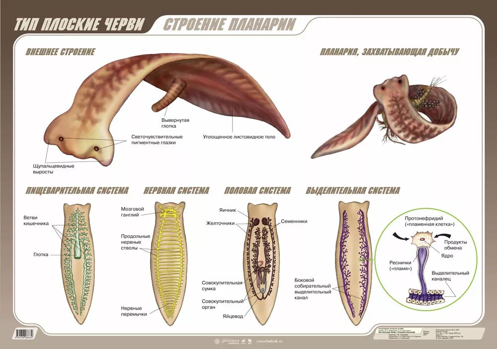 Внутреннее строение плоских. Тип плоские черви строение планарии. Плоские черви белая планария строение. Тип плоских червей строение тела. Тип плоские черви белая планария.