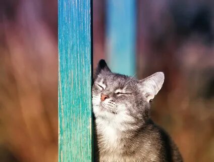 Почему кошки трутся