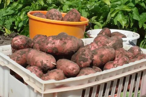 Картофель розница