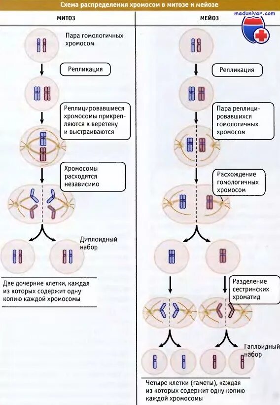 Оплодотворение схема мейоз митоз. Набор хромосом и хроматид в митозе. Хромосомный набор клеток в митозе. Схема распределения хромосом в мейозе. Последовательность событий при мейозе