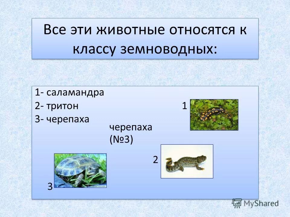 виды земноводных животных. представители класса земноводные. земноводные и пресмыкающиеся к какому классу относятся. животные относящиеся к классу земноводных. земноводные к ним относятся.
