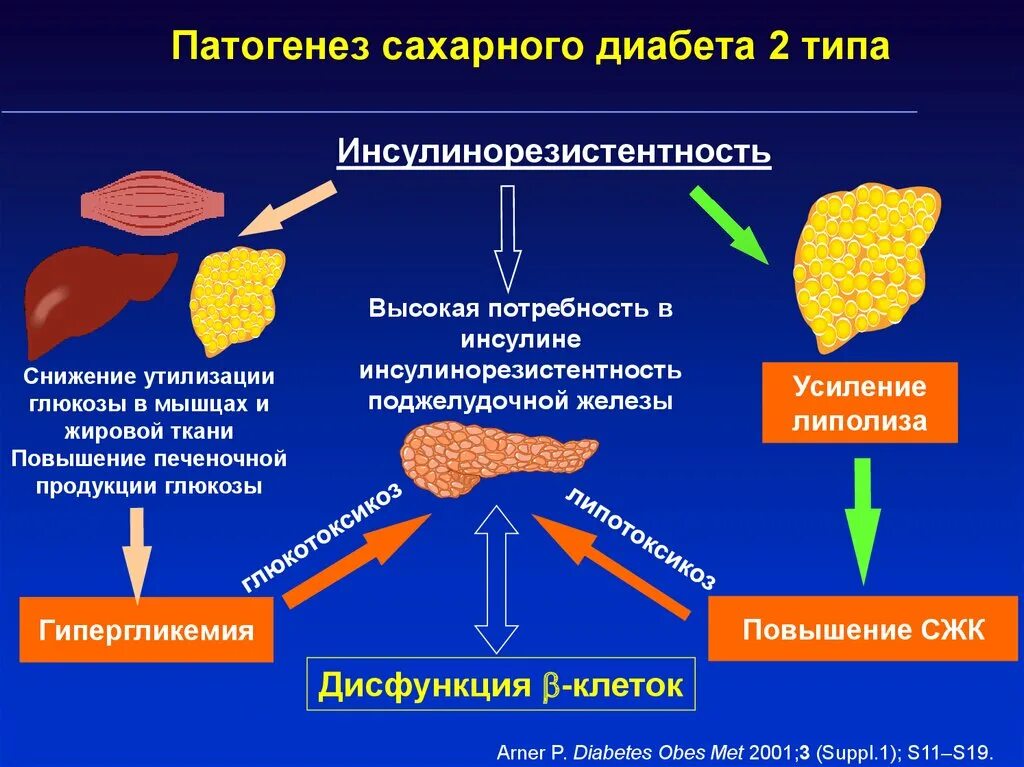 При дисфункции развивается диабет