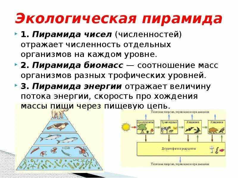 Организмы 1 5 трофических уровней. Экологическая пирамида это в биологии. Пирамида биомасс пирамида чисел пирамида энергии. Экологическая пирамида биомассы и энергии. Экологические пирамиды : пирамида чисел, биомассы, энергии.