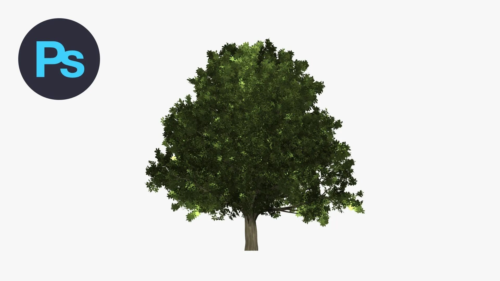 Create tree. Объект для адоб фотошоп пенек. Гайд деревья фотошоп. Haceni дерево. Tree cartoon.