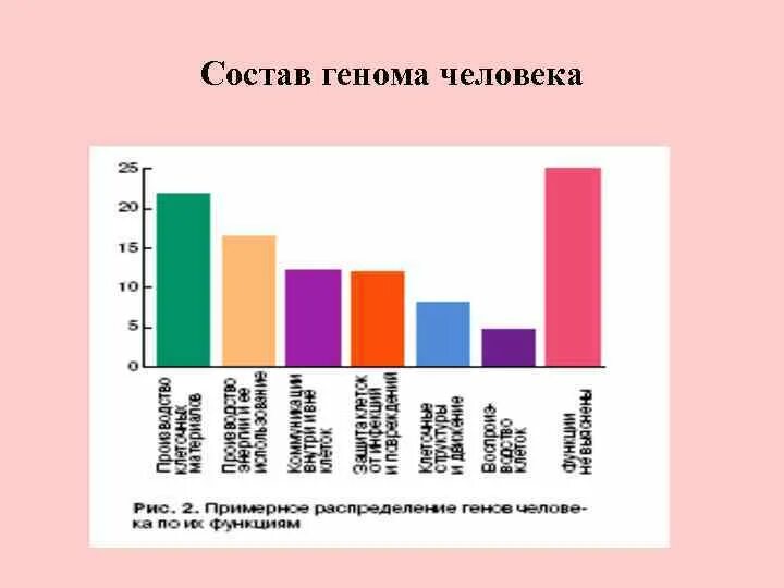 Состав генома человека. Структура генома человека. Схема отражающая состав генома человека. Геном человека процентный состав.